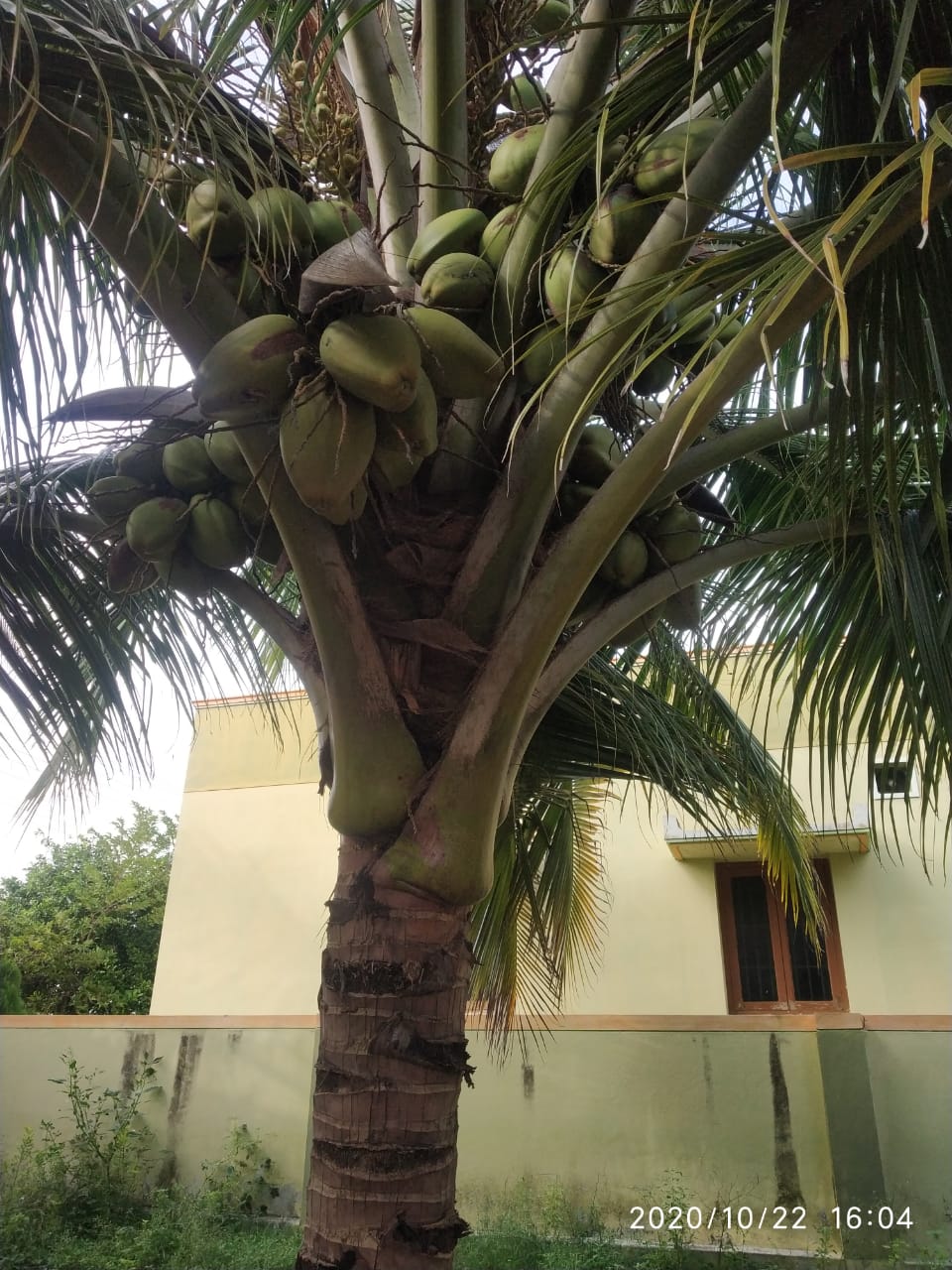 sakthi agri clinic coconut tree development