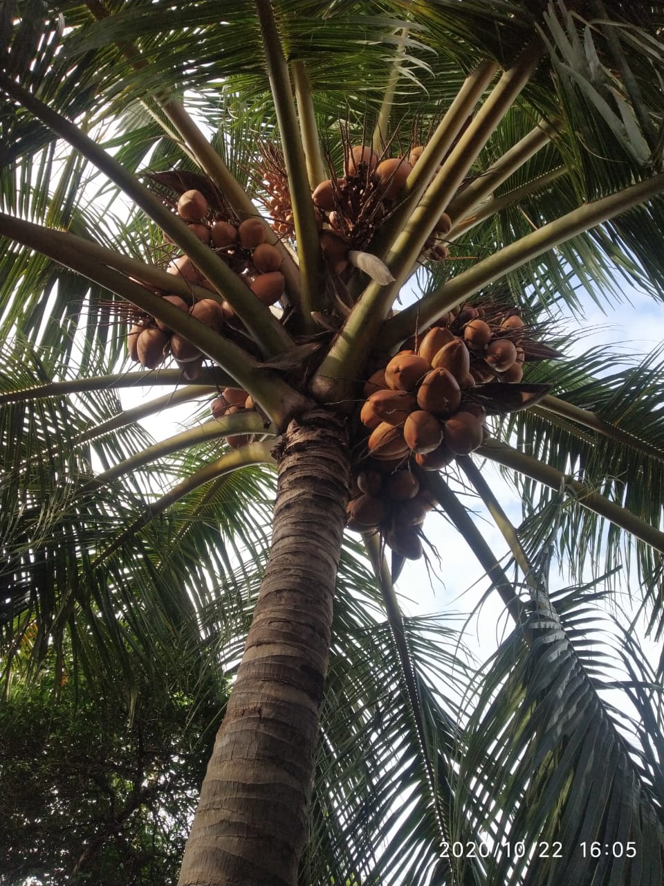sakthi agri clinic coconut tree development