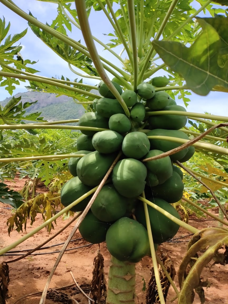 sakthi agri clinic papaya development