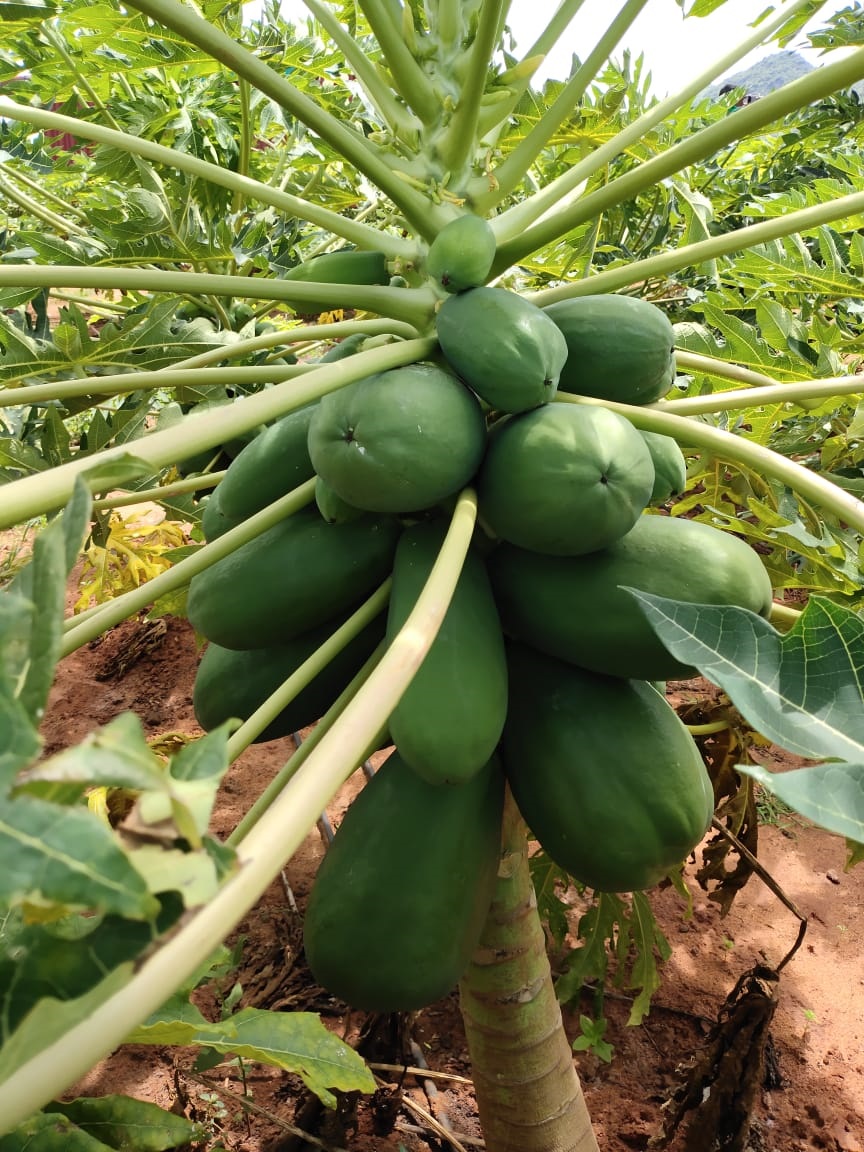 sakthi agri clinic papaya development